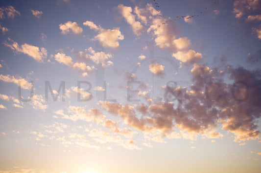 Butterlight