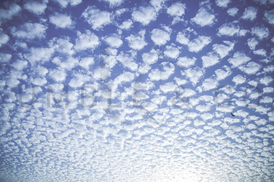 Cotton Whispers
